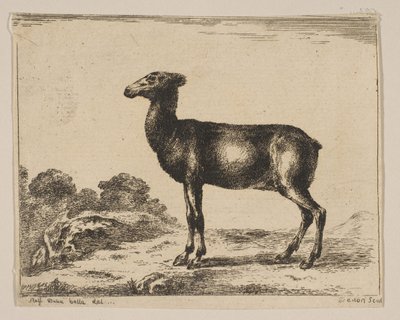 プレート15：doe、さまざまな動物のDiversi animali、1641年以降。 作： Unbekannt