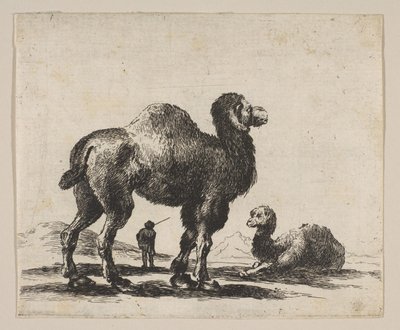 プレート17：1641年以降のさまざまな動物Diversi animaliのラクダ。 作： Unbekannt