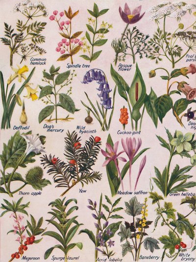 イギリス諸島で発見された有毒植物、1935 作： Unbekannt