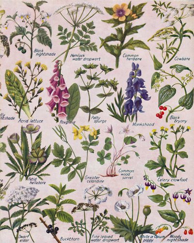 イギリス諸島で発見された有毒植物、1935 作： Unbekannt