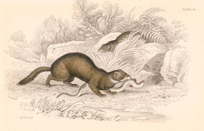 イタチ科のメンバー、Polecat Mustela putorius、1828 作： Unbekannt