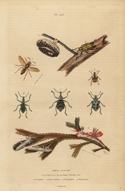 Polistes gallicus、紙のスズメバチと巣、アオゾウムシ、Eupholus schoenherri、根曲がり虫、Diaprepes abbreviatus、Polycera ウミウシ、Ancula gibbosa、Atlantic ancula、海藻の上で 作： Unbekannt
