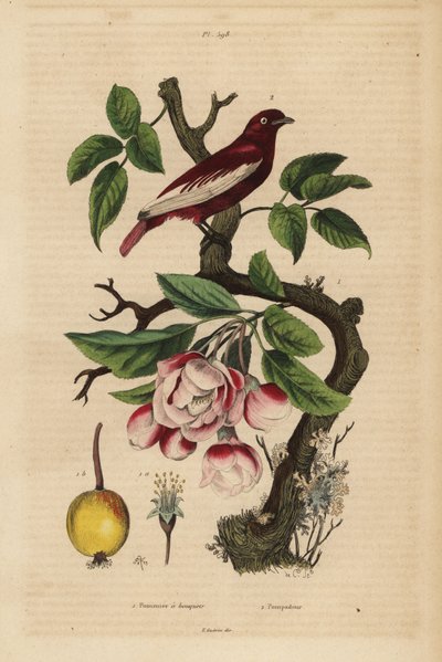 リンゴの木（Malus pumila）の上のポンパドール・コティンガ（Xipholena punicea）、果実、花 Pompadour et pommier a bouquets 作： Unbekannt