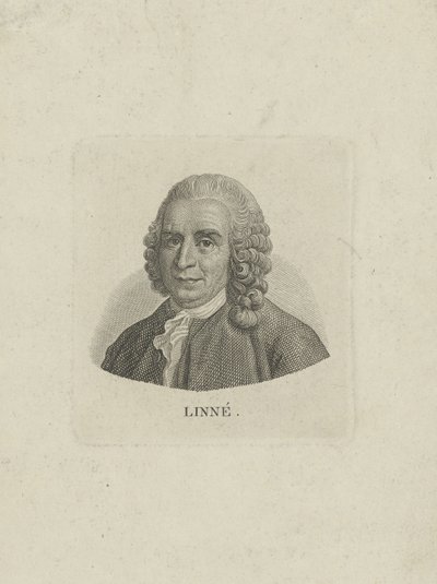 カール・リンネ1707-1778の肖像c。 1780。 作： Unbekannt