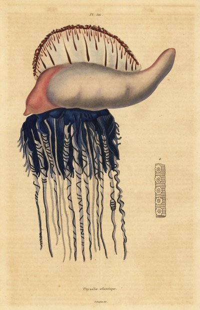 Portuguese man-of-war (Physalia physalis) 作： Unbekannt