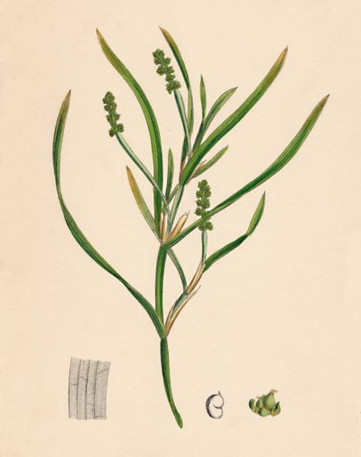 Potamogeton zosterifolius。 19世紀のグラスラックリーブドポンドウィード 作： Unbekannt