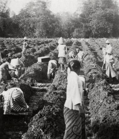 砂糖のプランテーションで灌漑水路を準備中、ジャワ、オランダ領東インド諸島、1927年 作： Unbekannt