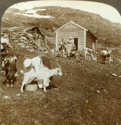 ノルウェー、ハウケリMtsで牛と山羊を飼育しているかなりノルウェーの女の子、c1905。 作： Unbekannt