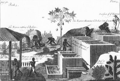 奴隷労働による藍染料の生産：西インド諸島または中央アメリカ、1725年 作： Unbekannt