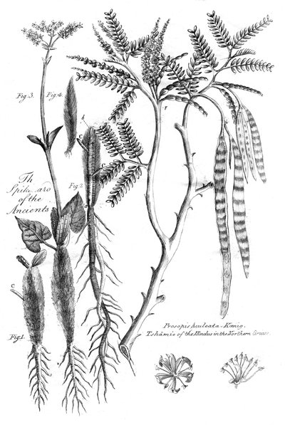 Prosopis Aculeata、1799 作： Unbekannt