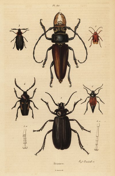 Psalidognathus friendii 1、Madre de la Culebra、Acanthinodera cumingii 2、Allocerus dilaticorne 3、Callipogos barbatus 4、Anacolus sanguineus 5、Prionus flavipennis 6 作： Unbekannt