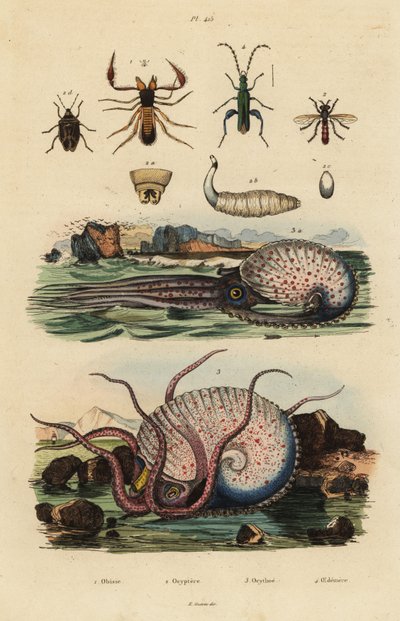 擬態したサソリ、Chthonius orthodactylus 1、Octyptera bicolor 2、結跏趺坐したタコ、Ocythoe tuberculata 3、偽装したアブラゼミ、Oedemera nobilis 4 作： Unbekannt