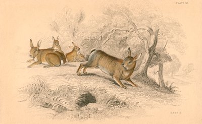 ウサギOryctolagus cuniculus、1828 作： Unbekannt