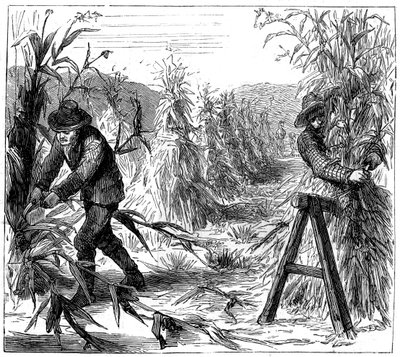 トウモロコシを刈り取って乾燥させる、カナダ、ドリー湖、1880年 作： Unbekannt