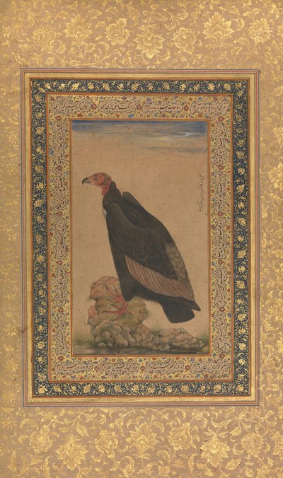 Red-Headed Vulture、シャー・ジャハーン・アルバムのフォリオ、表と裏：19世紀初頭。 作： Unbekannt