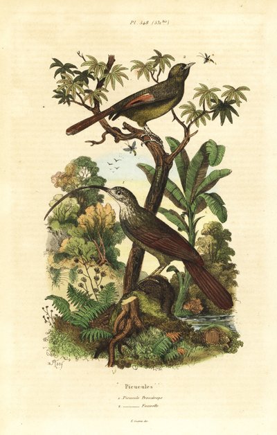 レッドビルド・スカイツリービル（Campylorhamphus trochilirostris）とオリビエ・ウッドクリーパー（Sittasomus griseicapillus）。 作： Unbekannt