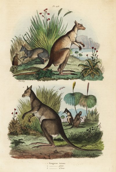 アカカンガルー（Macropus rufus）1、オキナワカンガルー（Macropus giganteus）2、ダスキーワラビー（Thylogale brunii）3 作： Unbekannt