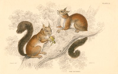 アカリスSciurus vulgaris、ヨーロッパとアジア原産の樹木に生息するげっ歯類、1828 作： Unbekannt