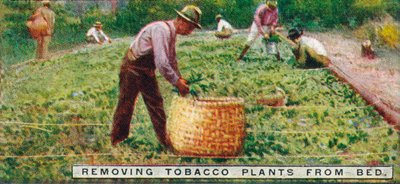 ベッドからのタバコ植物の除去、1926 作： Unbekannt