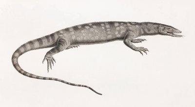 爬虫類。フォルスカルのオワラン 作： Unbekannt