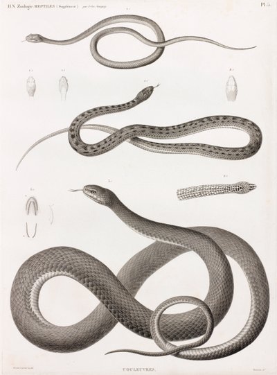 爬虫類：蛇のイラストシリーズ 作： Unbekannt