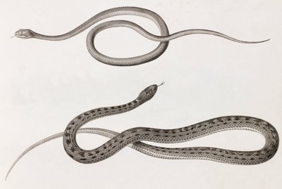 爬虫類：ヘビのイラストのクローズアップ画像2枚 作： Unbekannt