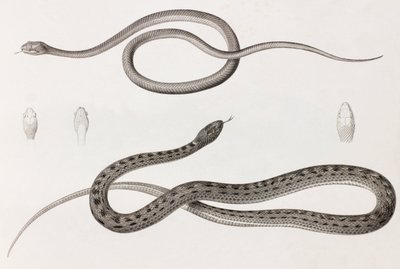 爬虫類：ヘビのイラストのクローズアップ画像2枚 作： Unbekannt