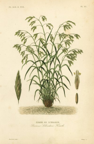 レスキューグラス、またはシュレーダーズ・ブロムグラス（Bromus catharticus, Bromus schraderi, Brome de Schrader）。 作： Unbekannt