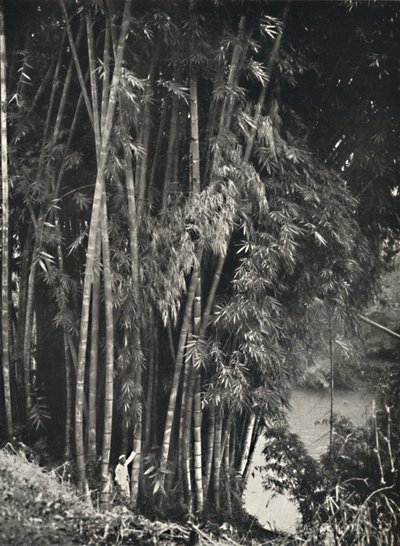 Riesenbambus Dendrocalamus giganteus in Peradeniya bei Kandy、1926 作： Unbekannt