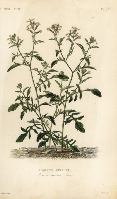ロケットまたはルッコラ、Eruca vesicaria、Eruca sativa、Roquette cultivee 作： Unbekannt