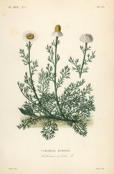 ローマンカモミールまたはカモミール、Chamaemelum nobile、Anthemis nobilis、Camomille romaine 作： Unbekannt