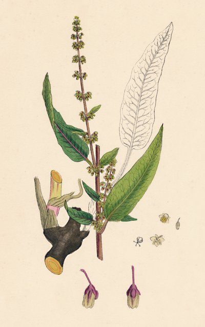 Rumex sanguinens。流血のドック、19世紀 作： Unbekannt