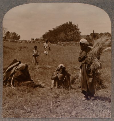 ボアズのフィールドでのルースの収集、c1900 作： Unbekannt