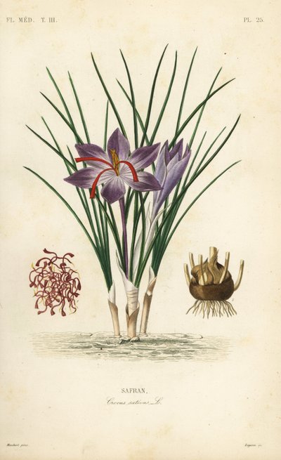 サフラン・クロッカス（Crocus sativus）、サフラン 作： Unbekannt