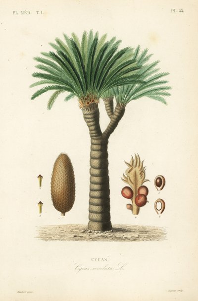 サゴヤシ、キングサゴ、サゴソテツ、日本のサゴヤシ、Cycas revoluta、Cycas 作： Unbekannt