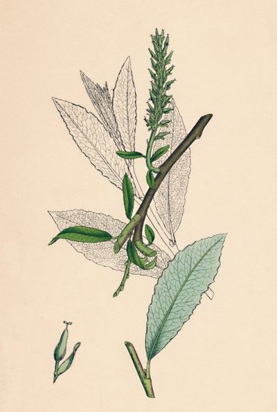 ヤナギphylicifolia、var。ラジカン。茶葉サロー、変種。 a。、19世紀 作： Unbekannt