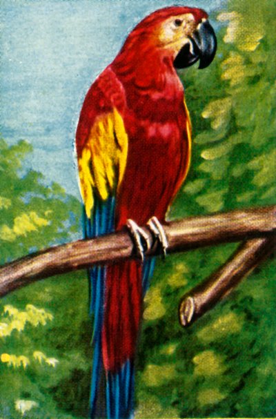 緋色のコンゴウインコ、c1928。 作： Unbekannt