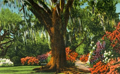 マグノリア庭園のシーン、サウスカロライナ州チャールストン、1942年。 作： Unbekannt