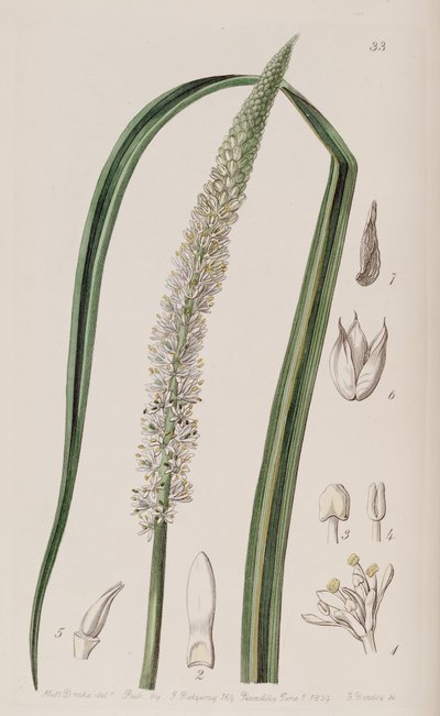 Schoenocaulon officinale 作： Unbekannt