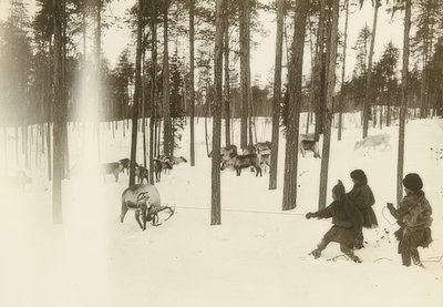 スウェーデン。トナカイを捕まえるときのぼろきれ（種）。 1900年頃 作： Unbekannt