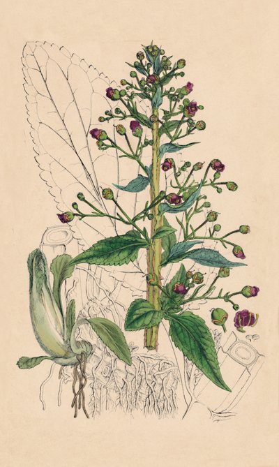 Scrophularia Ehrharti。エールハーツウォーターベトニー、19世紀 作： Unbekannt