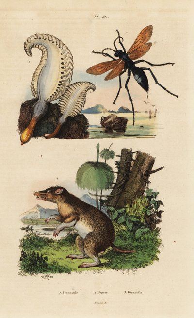 ウミペン（Pennatula phosphorea）1、クモバチ（Pepsis limbata）2、長鼻のバンディクート（Perameles nasuta）3 作： Unbekannt