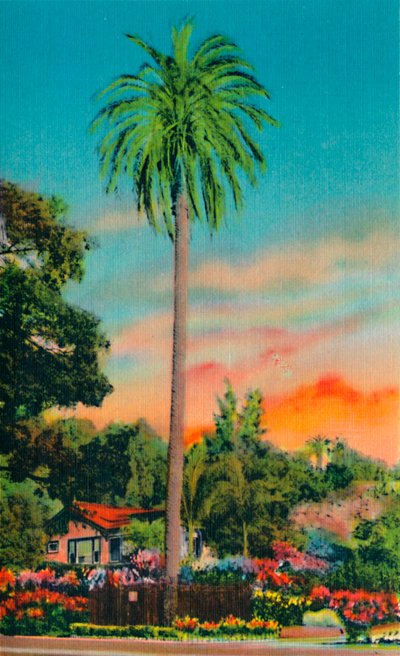 セラパーム。カリフォルニアで最初のヤシの木、c1941 作： Unbekannt