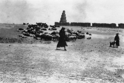 1918年、メソポタミアのサマラ外で放牧される羊 作： Unbekannt