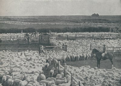 オーストラリアの羊飼い、1910 作： Unbekannt