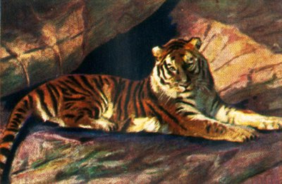 シベリアトラ、c1928。 作： Unbekannt