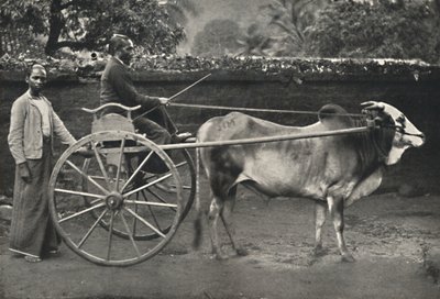 シンハラゼブラワゴン、1926年 作： Unbekannt