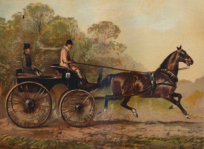 シングルハーネスフェートン馬コロンバイン。 Charles Baynes Esq。、1872年、c1879の所有物 作： Unbekannt