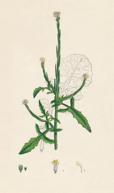 Sisymbrium officinale。一般的な生垣マスタード、19世紀 作： Unbekannt