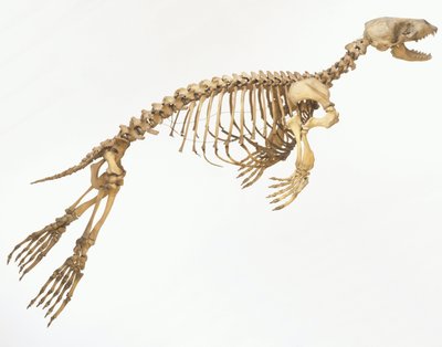 動いている」ハーバーシール（Phoca vitulina）の骨格、側面図 ©Dave King/Dorling Kindersley/UIG/Leemage 作： Unbekannt